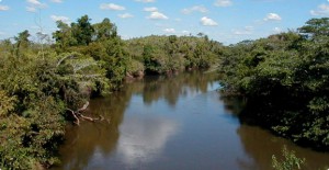 Novas arvores protegerão a bacia do ribeirão Taquaruçu