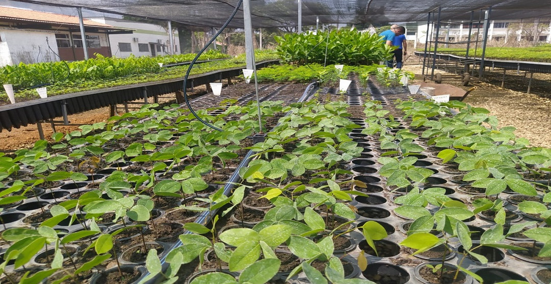 CBHRLC AVANÇA EM ETAPA CRUCIAL DE COLETA E ENTREGA DE SEMENTES PARA REFLORESTAMENTO