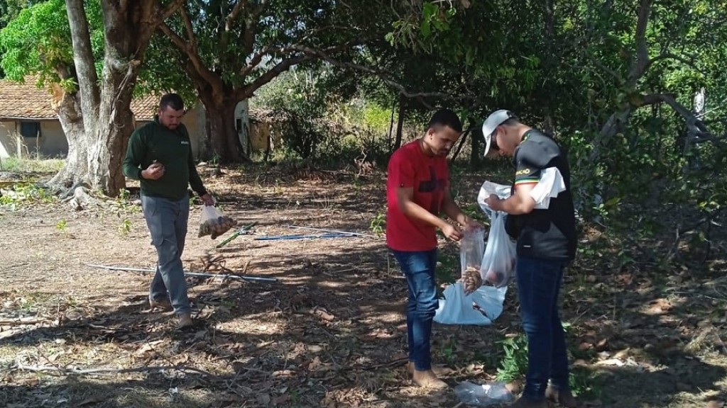 3ª ETAPA DA COLETA DE SEMENTES COMEÇA EM SILVANÓPOLIS E SE ESTENDE ATÉ 28 DE JULHO